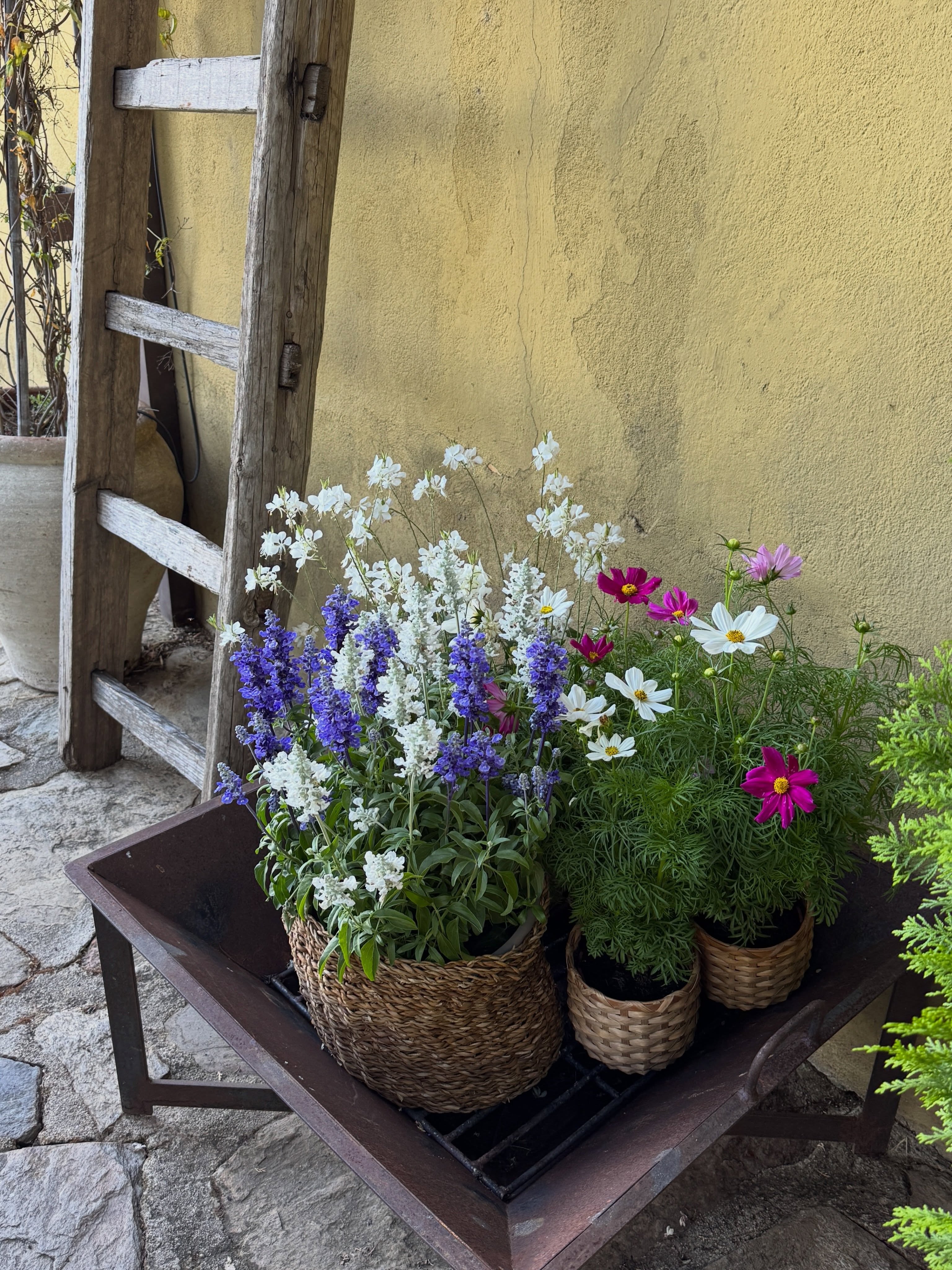 Diseño de jardines y terrazas